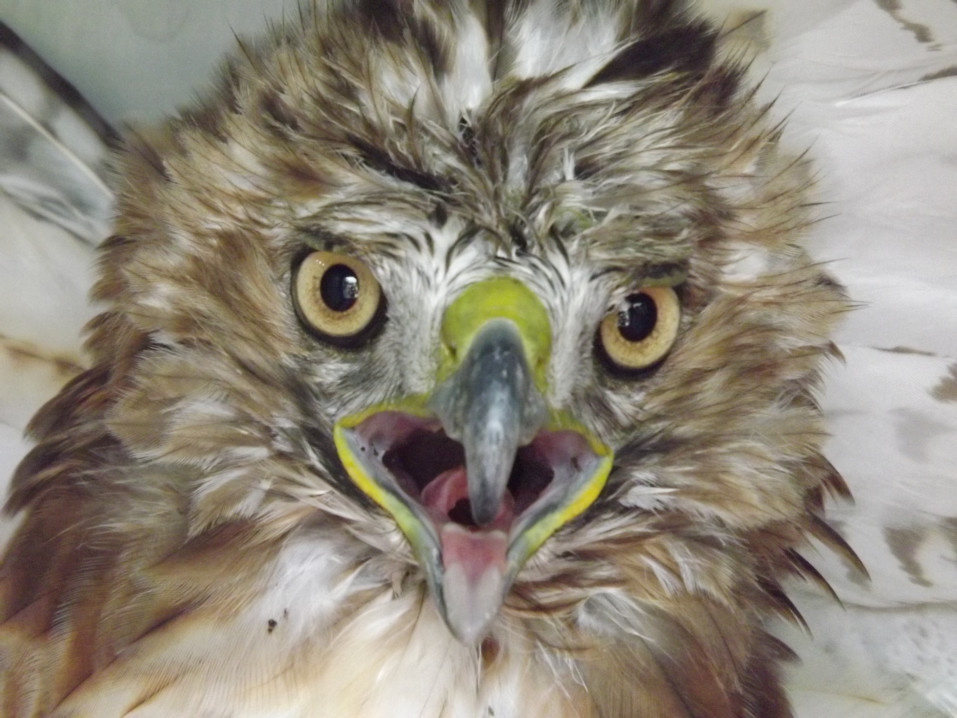 "Bucket" rescued & released Red Tailed  Hawk