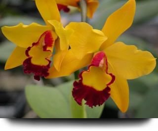 Red and yellow orchid||||