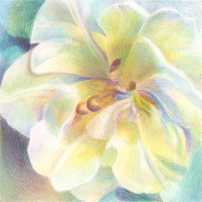 Solo Parrot (6" x 6") Coloured Pencil on Arches Aquarelle HP