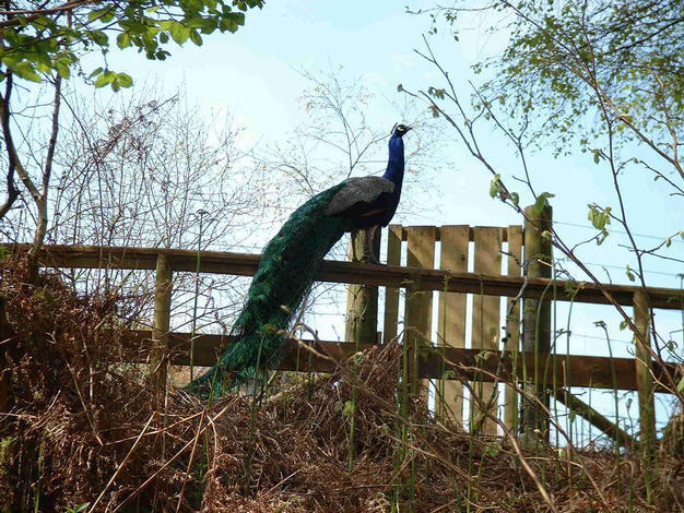Peacock Rare Breeds Park, Oban