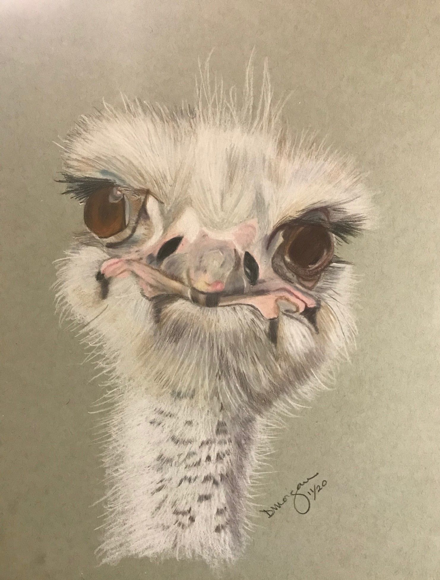 Ostrich I