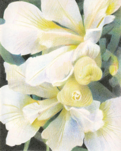 Two Iris and Three Buds (Coloured Pencils on Arches HP 10" x 8")
Selected for the Society of Botanical Artists Annual Exhibition 2010 (Westminster)