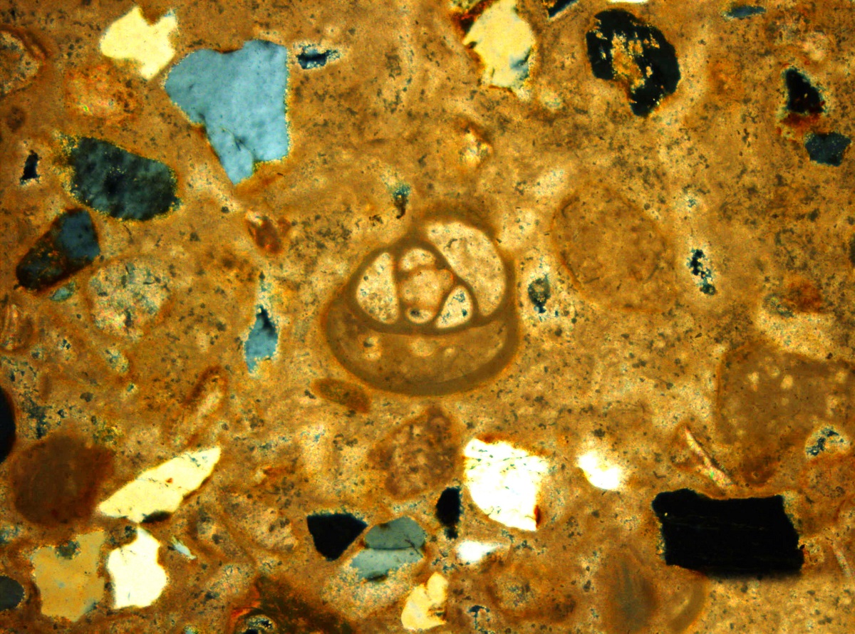 Thin section under microscope 