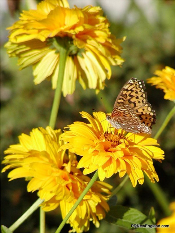 Butterfly on Yellow 2