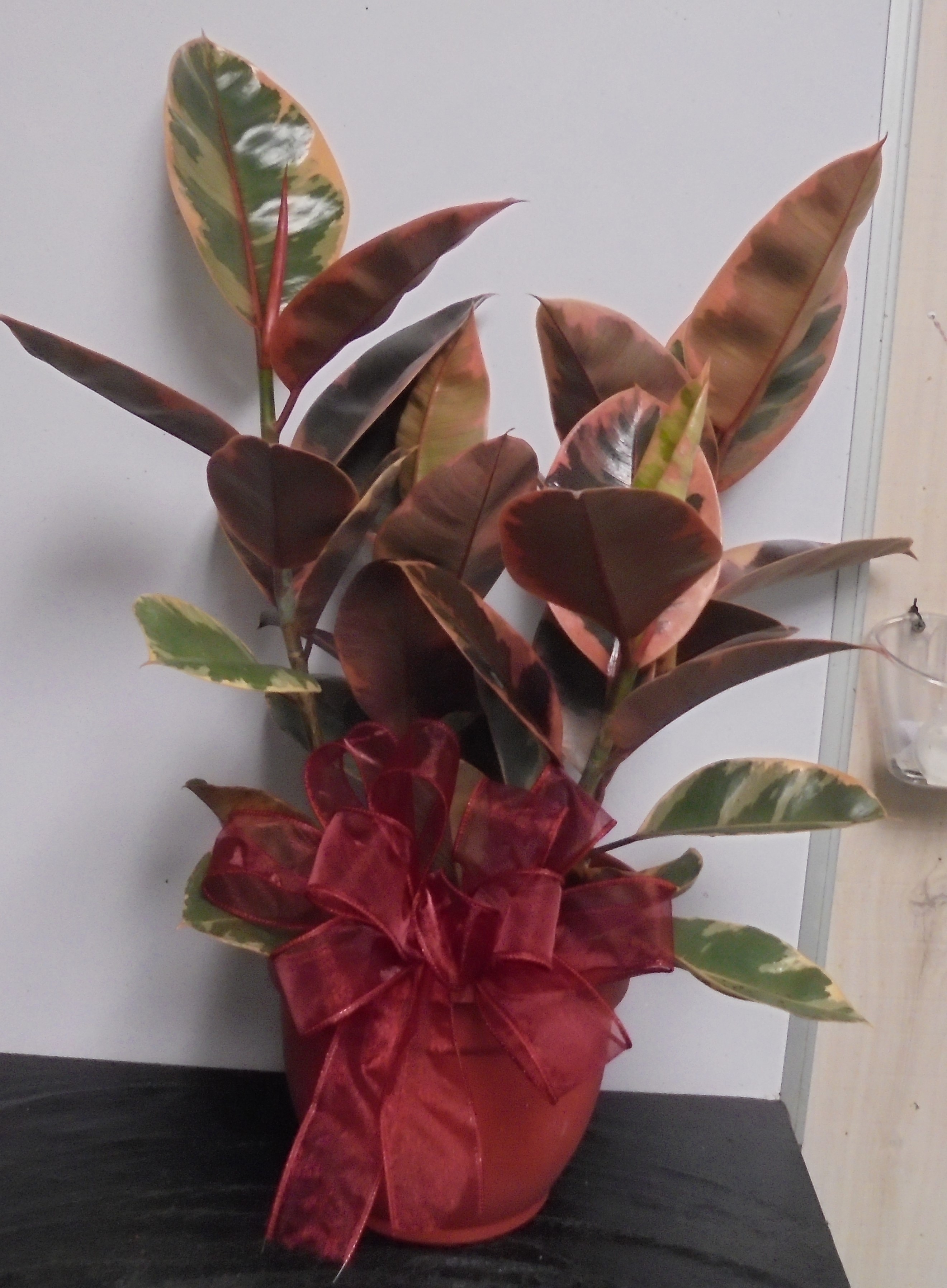 (5A) "Ruby" Rubber Plant
$50.00