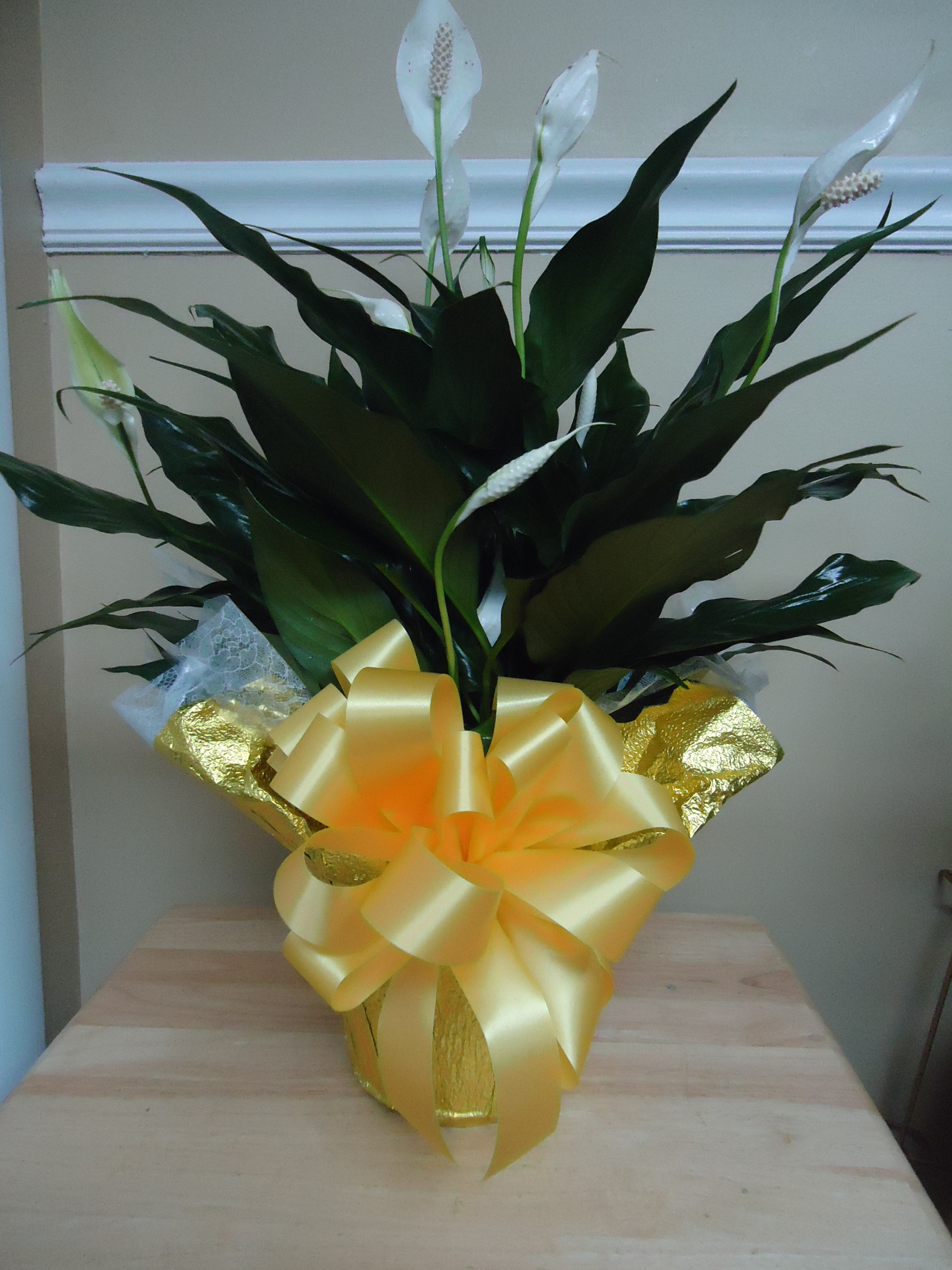 (3) Peace Lily Plant 
$35.00
