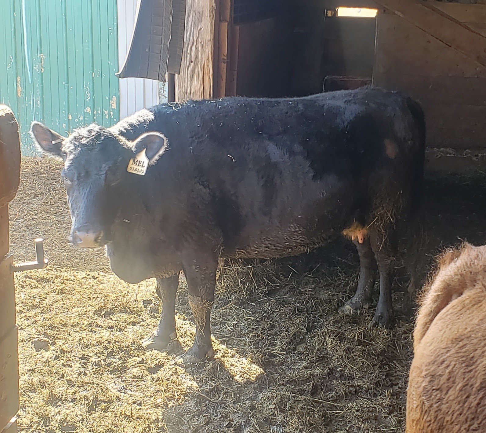 Sac Valley's Melody Rose 