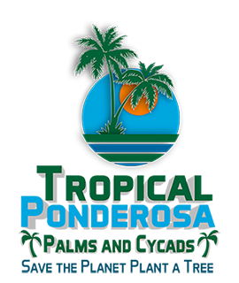 Tropical Ponderosa
