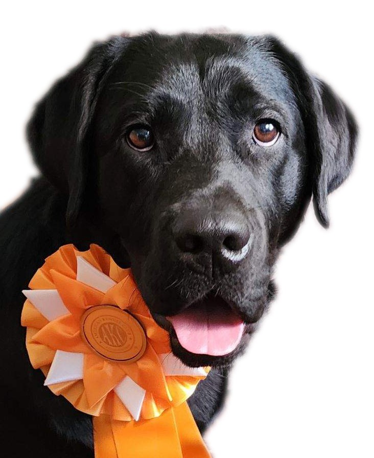 Junior Hunter Certification Sept 2024