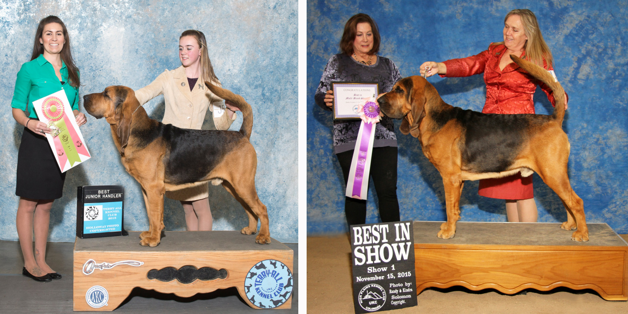 Major has great front & rear angles, a perfect tail & tail set, strong topline, and great feet!