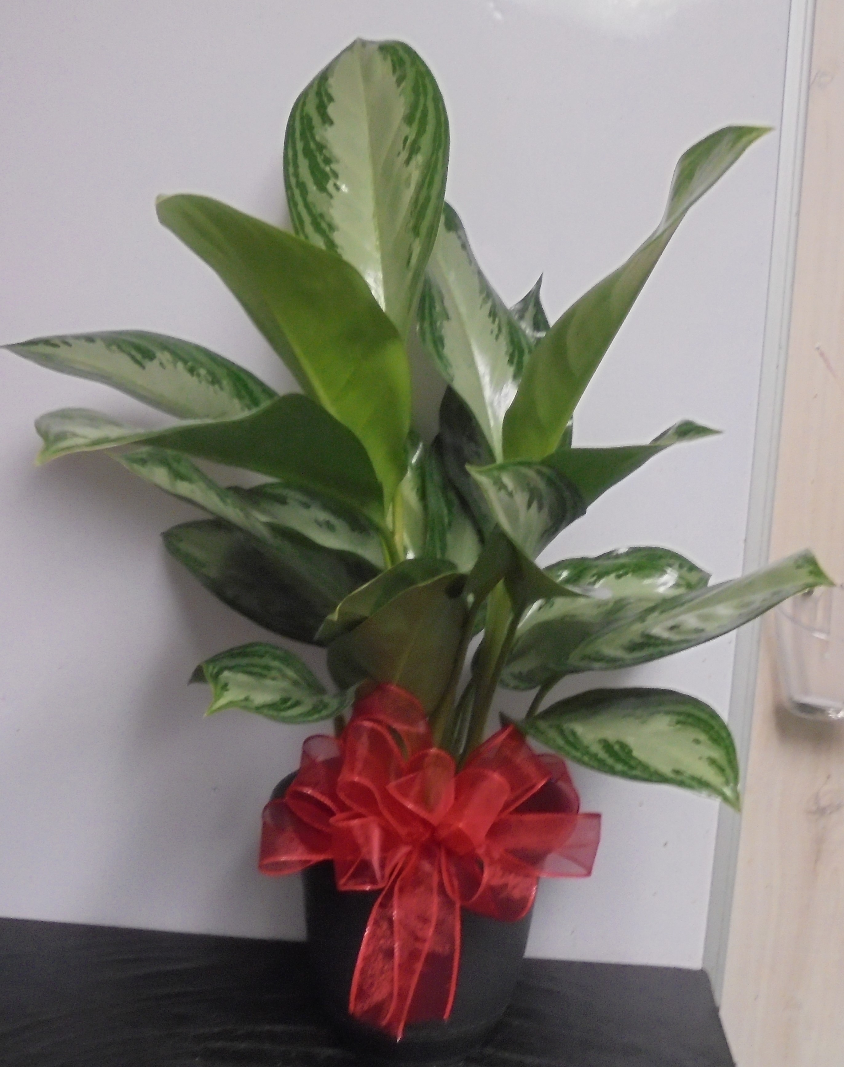 (18)  Chinese Evergreen Plant
$50.00