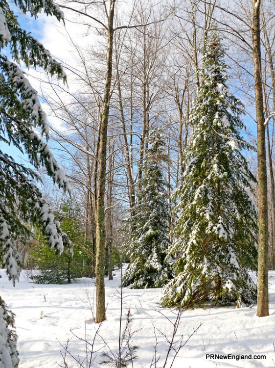 Winter Pines and Sunshine