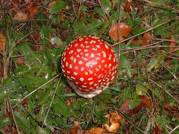 Fly ag aric (Amanita muscaria)