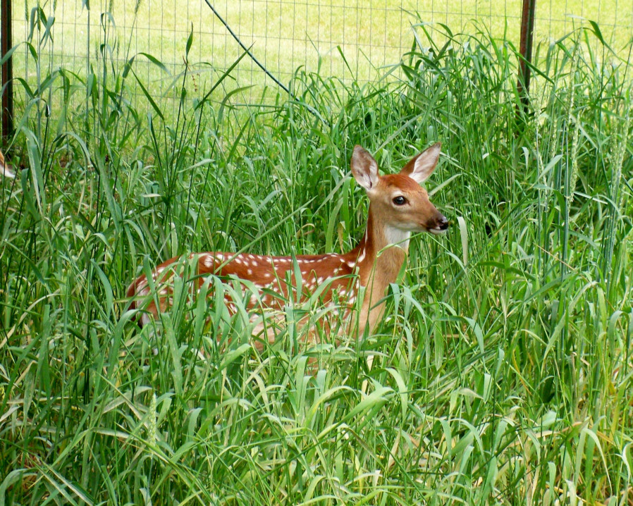 baby deer