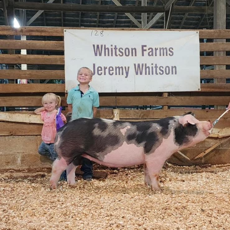 Andie Kate Bates
& "Princess Becky"
2025 Fentress County Fair
2025 Putman County Fair
Champion Spot Gilt
Reserve Supreme Champion TN Bred Gilt