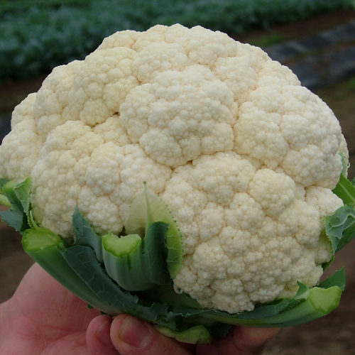 Cauliflower Fujiyama Cauliflower Fujiyama