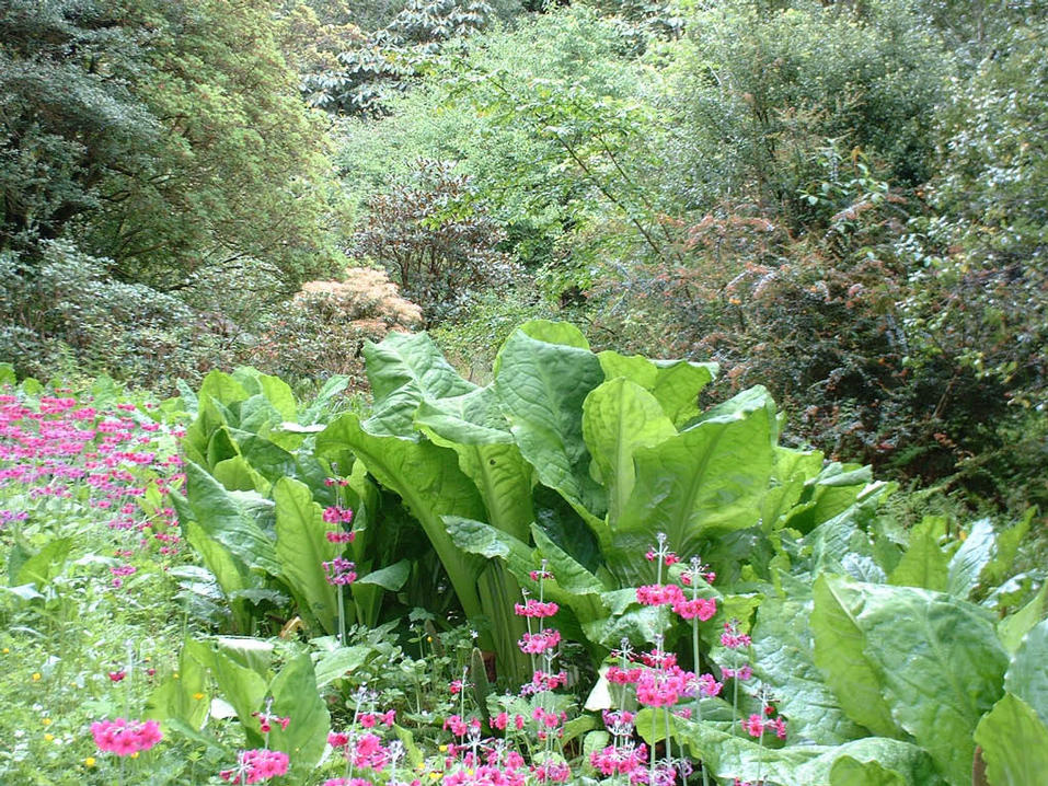Crarae Gardens Nr Inverary