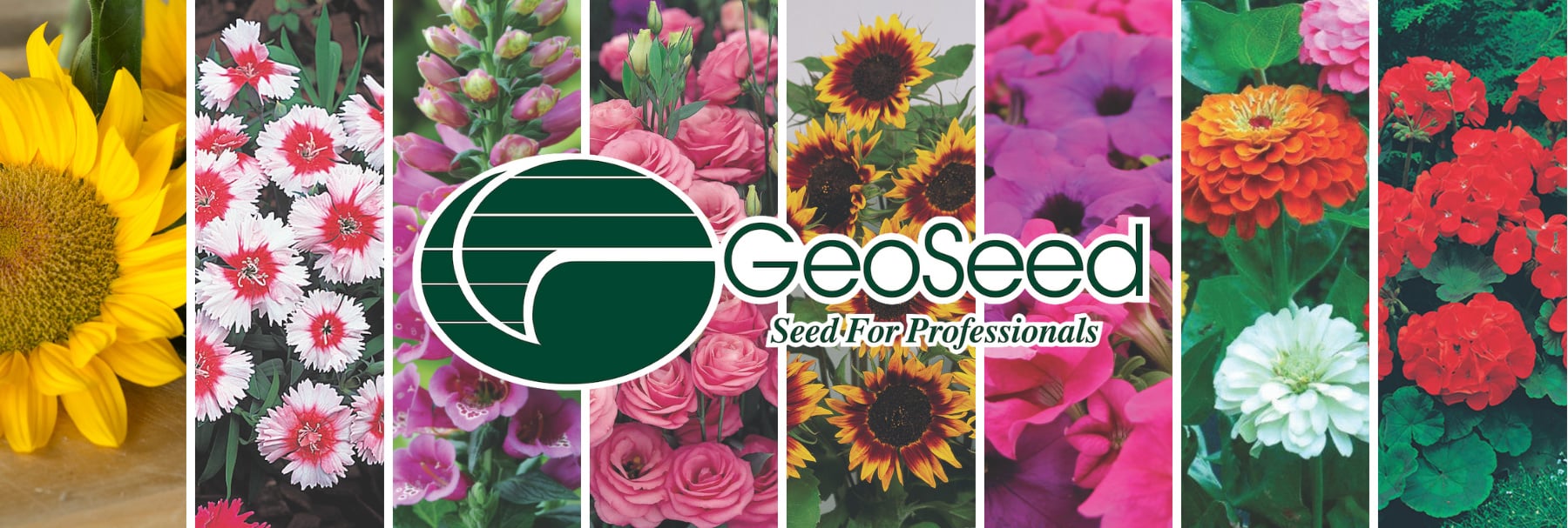 Home - GeoSeed