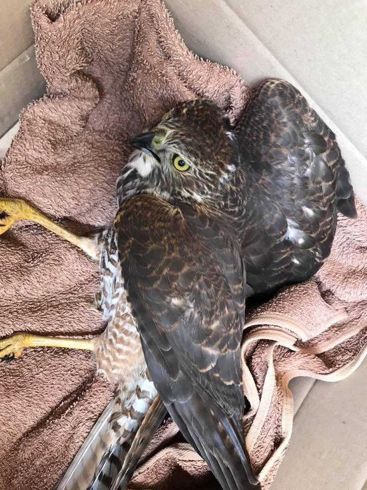 Young Goshawk in Langwarrin - went straight to the amazing vets today - the hawk is still in care with the vets - possible spinal fracture - resting.