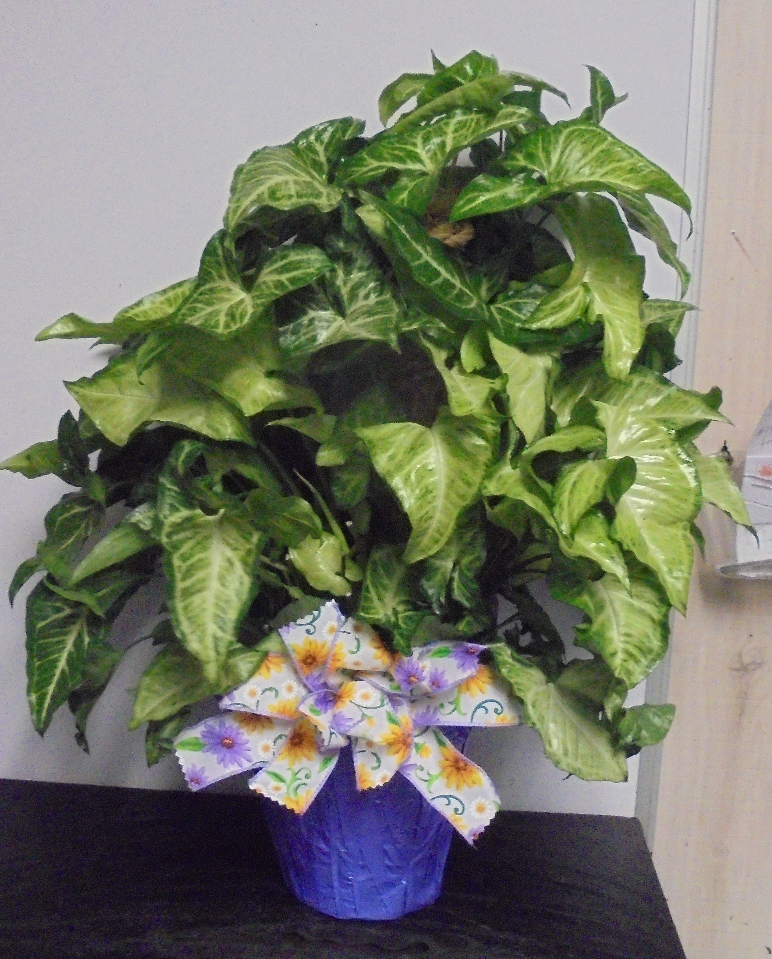 (11) Nephthytis "Butterfly Pole" Plant
$45.00