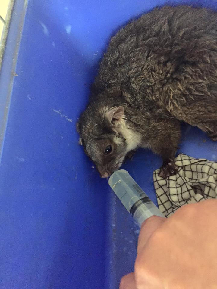 Re hydrating a possum after being found on the ground during a heat wave.