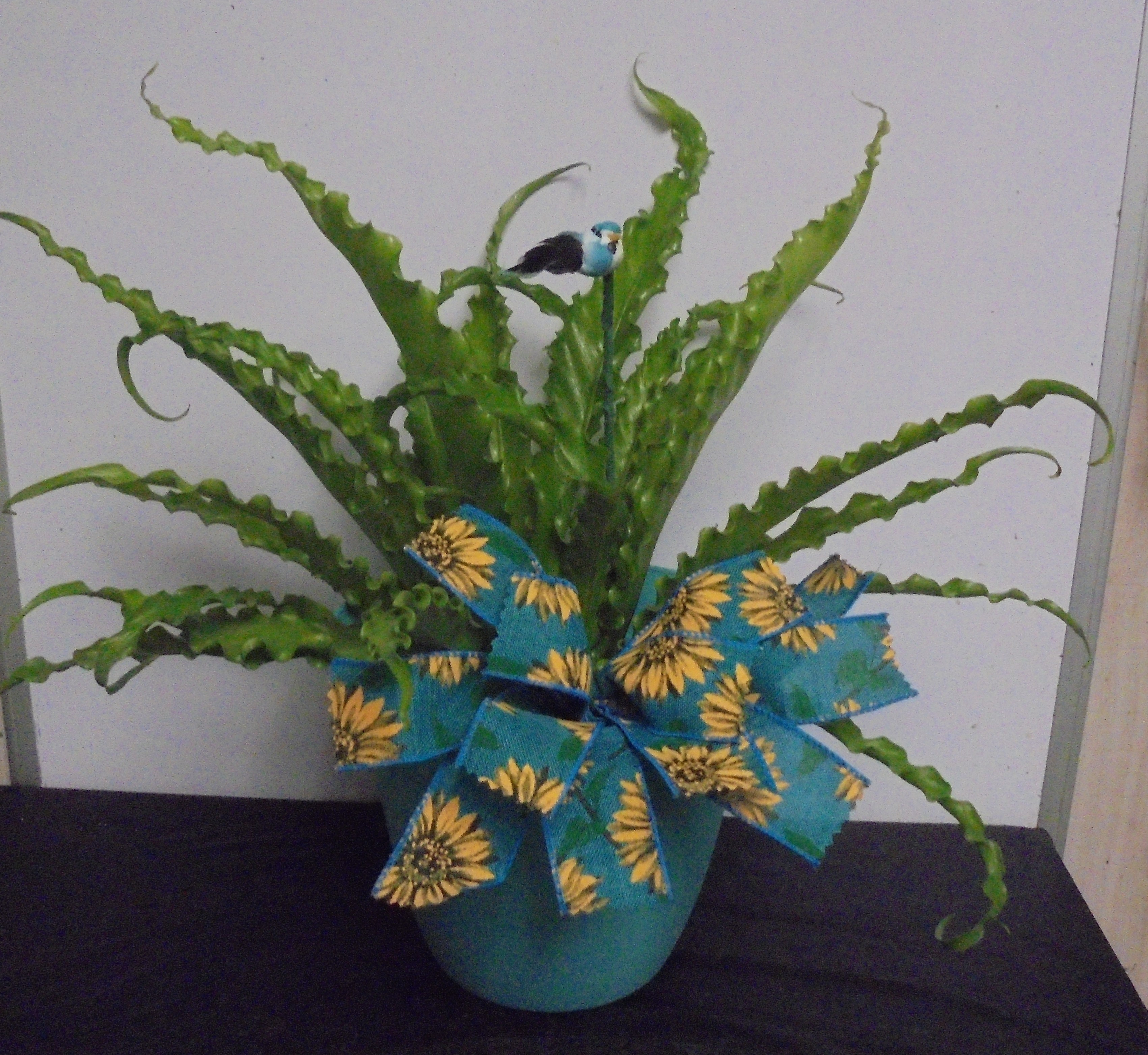 (27)  "Bird-Nest" Fern Plant
W/ bird
$35.00