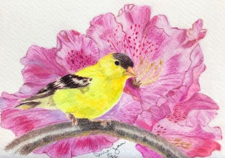 State Bird/Flower
WA: Goldfinch/Rhododendron
4X6 Coldpress Watercolor Paper