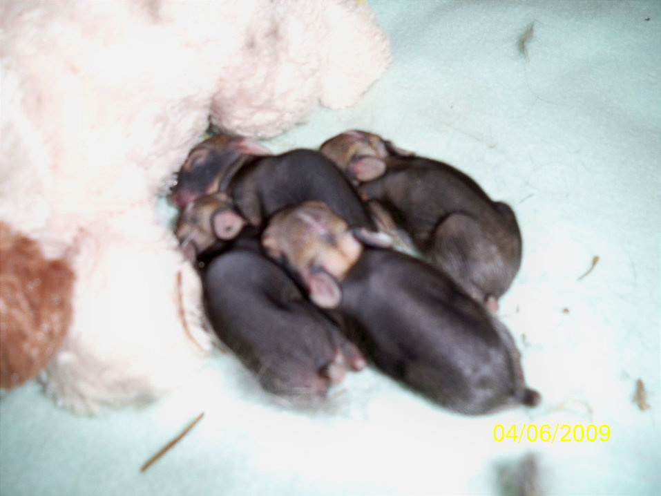 can they get any smaller?