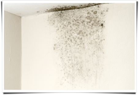 Mold testing services||||