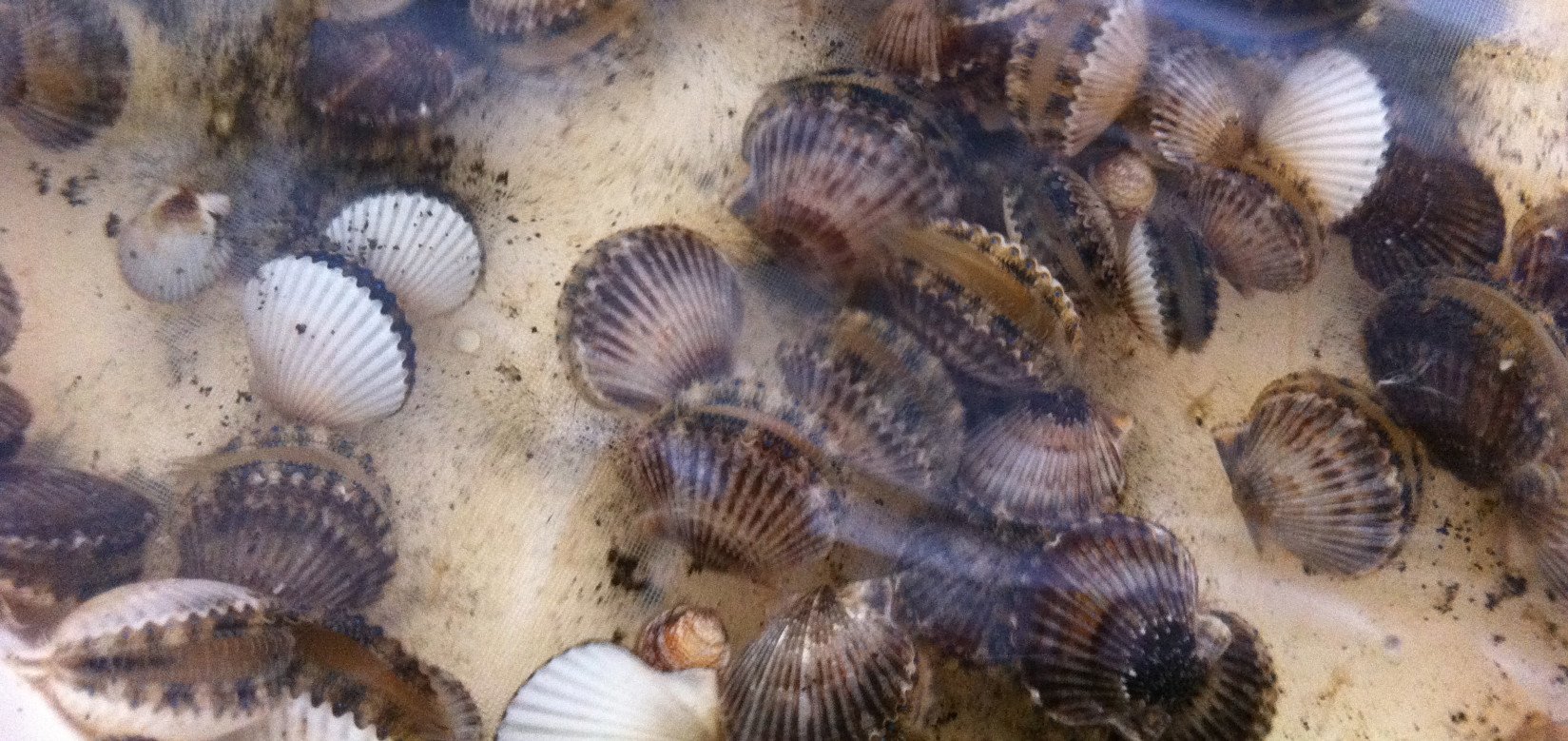 BAY SHELLFISH.      .        JUVENILE SCALLOPS

AVAILABLE EVERY FALL

FLORIDA BAY SCALLOPS WERE COMMERCIALLY HARVESTED UNITL A MORATORIUM IN 1994
FRESH (NOT FROZEN) BAY SCALLOP MEAT HAS BEEN A LONG ESTABLISHED AND HIGH VALUE MARKET IN THE U.S.
A NICHE MARKET FOR A LIVE WHOLE SCALLOP ALSO EXISTS
