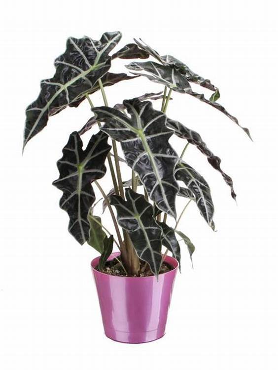Planta Alocasia amazonica em vaso rosa, folhas verdes escuras com veias prateadas.