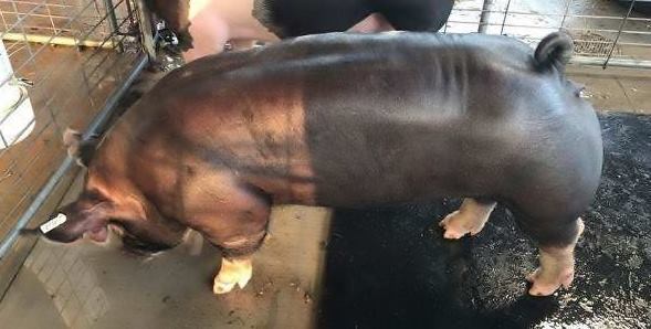 Gracie Cowen
2017 Gibson County Fair
Second in Light Weight Class