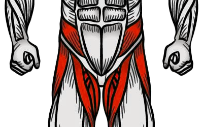 Hip Flexor Exercises