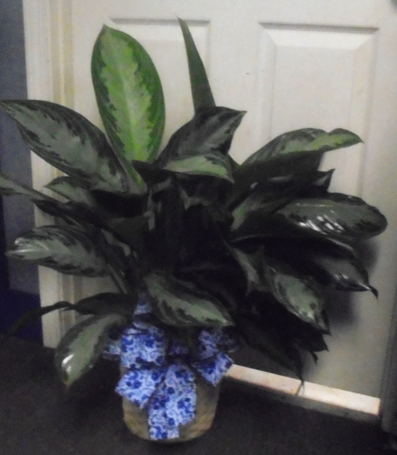  (22) "Chinese Evergreen" Plant
$75.00