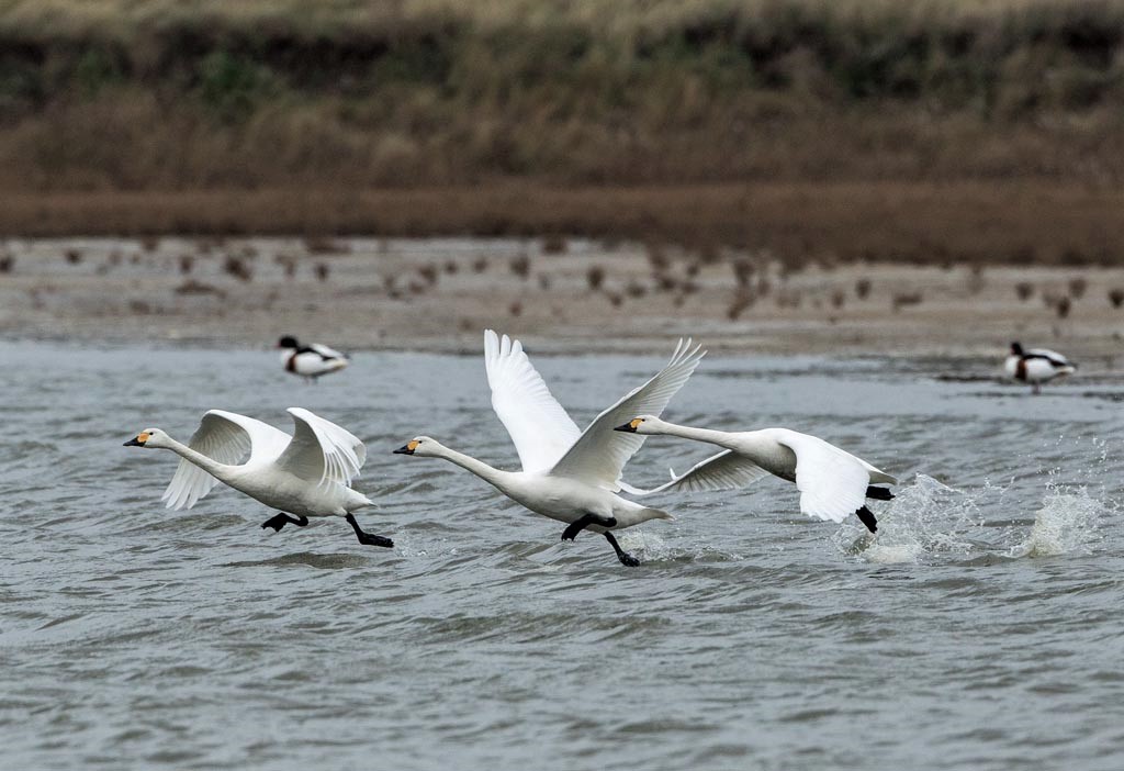 Bewick's Swans Taking Off