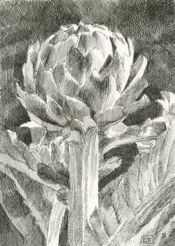 Artichoke #1 7" x 5" pen and ink £65