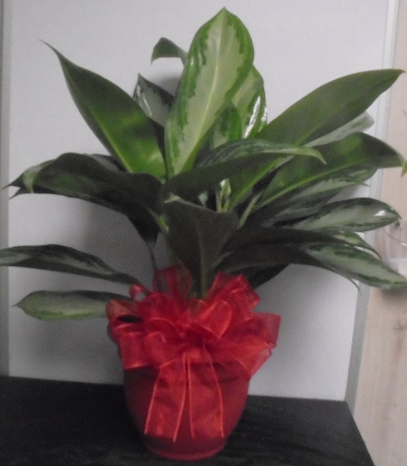 (SORRY SOLD!!)
(18)  Chinese Evergreen Plant
$50.00