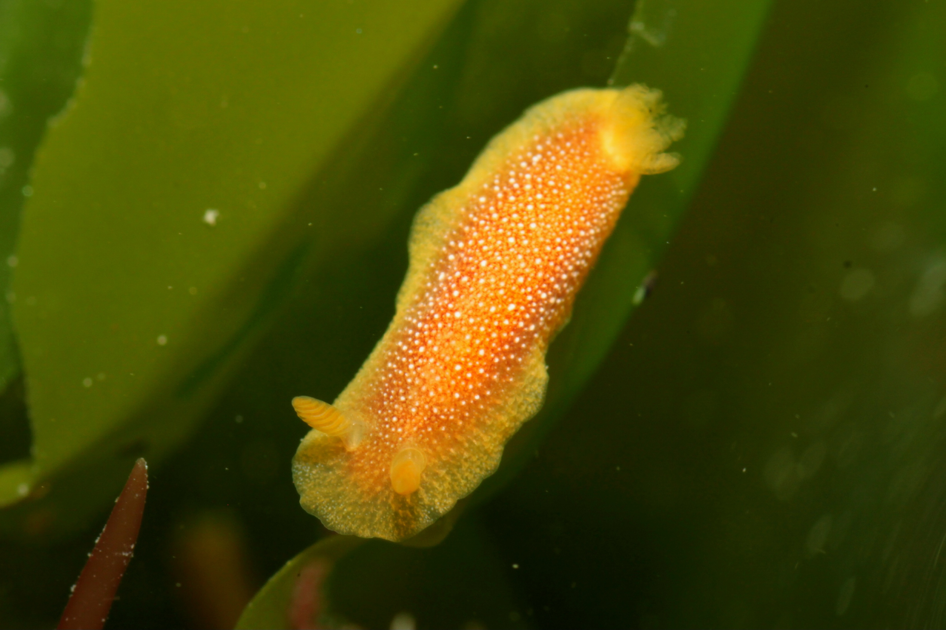 Dorid (Doriopsilla sp.)