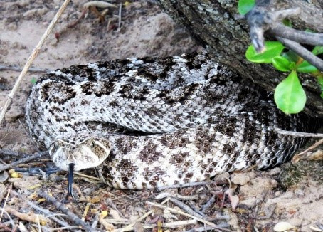 Cascabel de diamantes (Crotalus atrox)