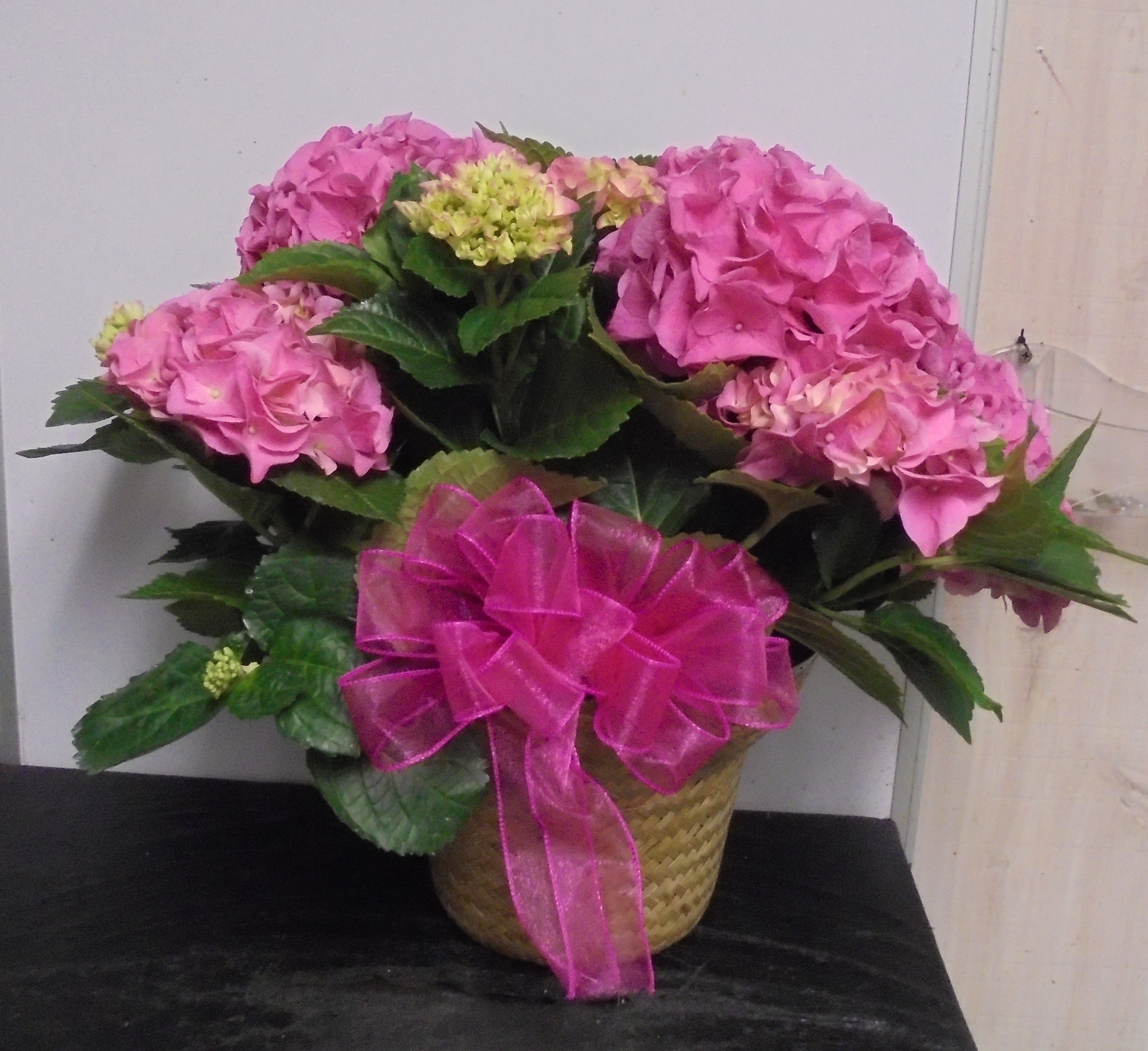 (SORRY OUT OF STOCK!!)
(6) "Pink" Hydrangea Plant
$60.00