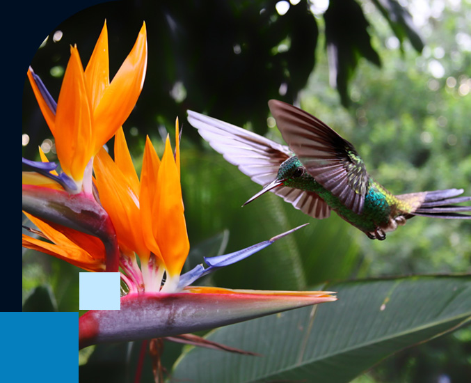 Hummingbird at Flower