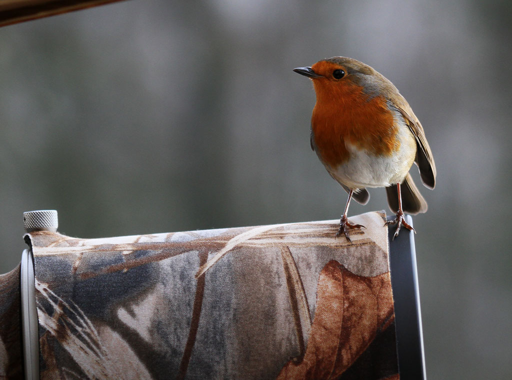 Rockin Robin Lens Hood.