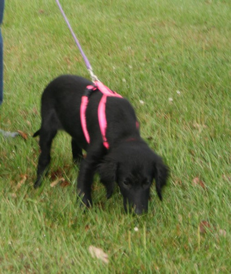 Bailey Starts Tracking