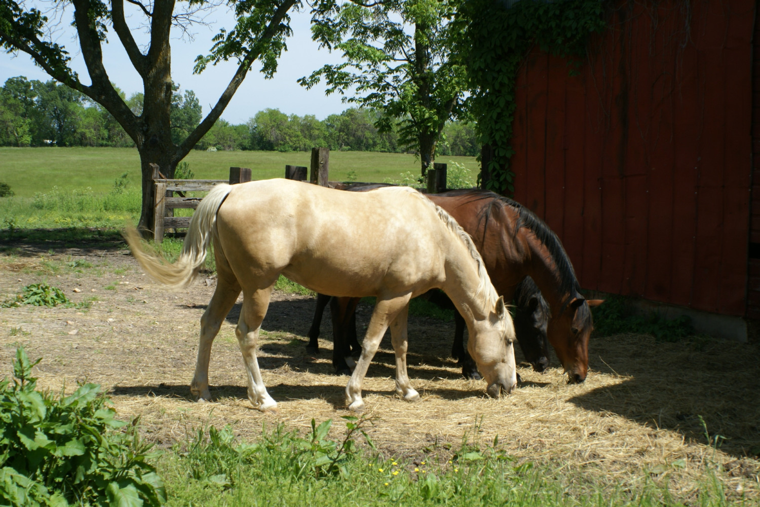 Knight's Gold Perfection KT