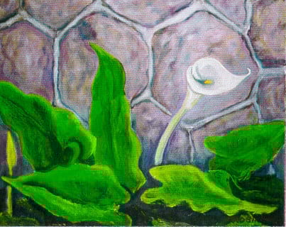 Op-024 CALLA 24 in x 30 in Oil on Linen 1992