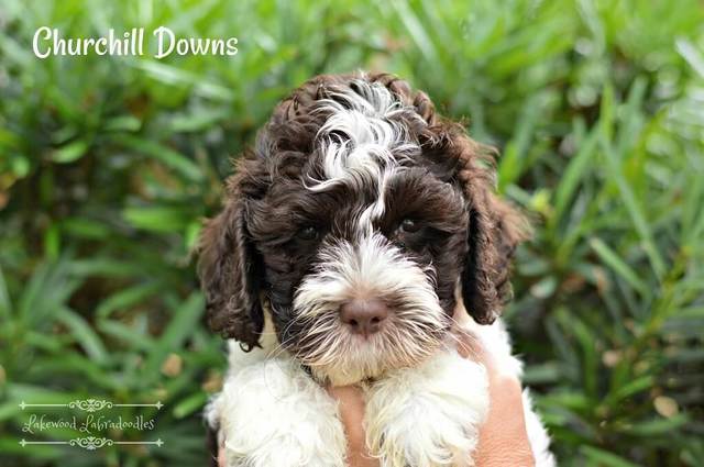 Lakewood Australian Labradoodles Complete Guide to Labradoodle Colors