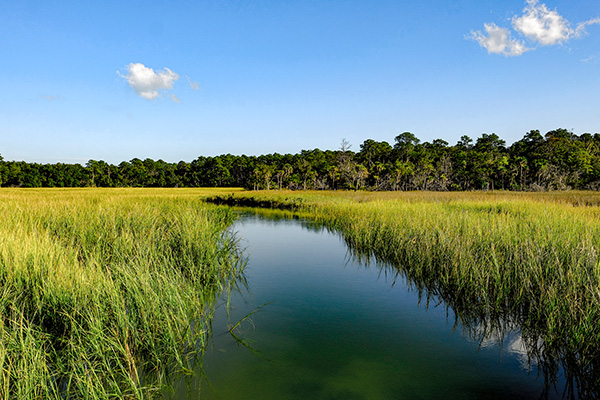 Lowcountry Landscape of the Georgia