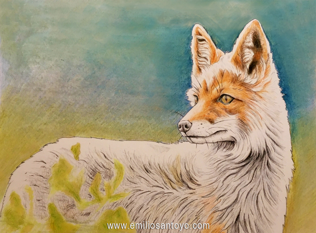 Fox, 2015
Watercolor on Paper
16 in × 12 in