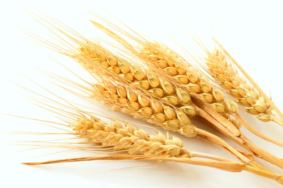 Productora de Nixtamal Tres Espigas S.A. de C.V. - ESPIGAS