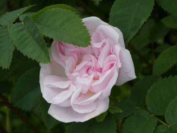 June 12, 2022, from Brenda: Rosa 'Stanwell Perpetual' - an everblooming hybrid spinosissima (Old Garden Rose) that has grown in a half barrel since 2004.